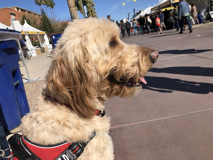 WHAT I LEARNED AT THE TUCSON FESTIVAL OF BOOKS